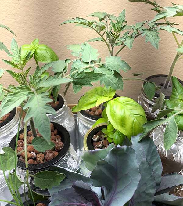 Tips for Keeping Hydroponic Basil Alive