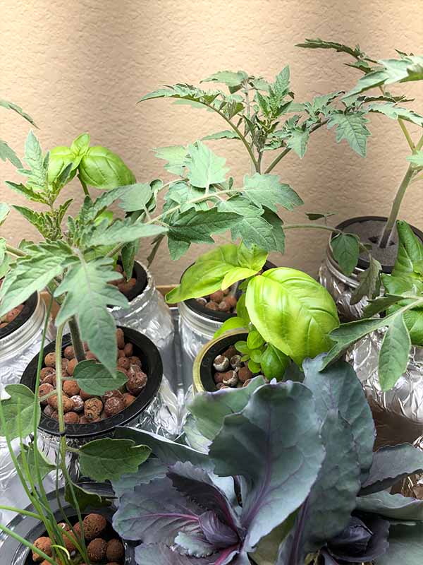 Kratky Basil can be grown hydroponically alongside other plants in a hydroponic garden with grow lights.