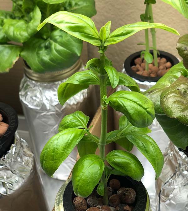 Can You Grow Basil Hydroponically?