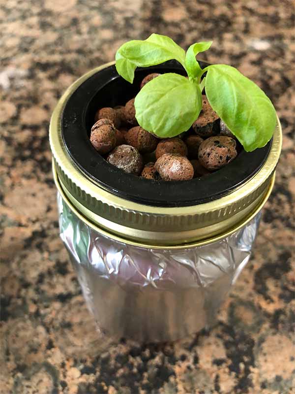 Basil plant growing in a mason jar using the Kratky method of hydroponics to grow basil.