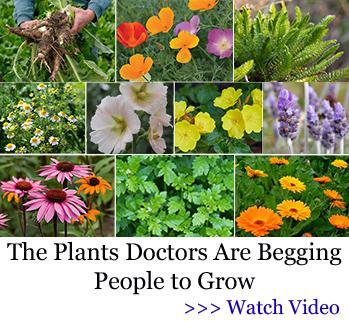 Plants to Grow for Medicinal Purposes