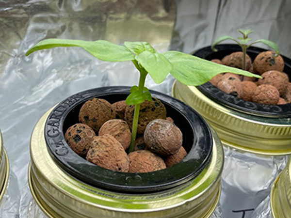Sweet Basil Seedling Growing in a Mason Jar